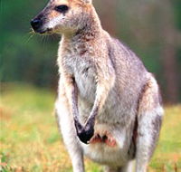 Venman Bushland National Park