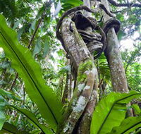 Tamborine Rainforest Skywalk
