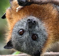 Wingham Brush Nature Reserve - Hotel Accommodation