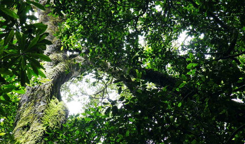 Wollumbin National Park - Hotel Accommodation 1