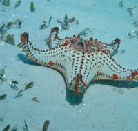 The Pines Dive Site - Hotel Accommodation