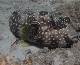Tangalooma Wrecks Dive Site - Hotel Accommodation 2
