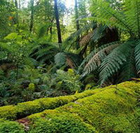 Errinundra National Park - Hotel Accommodation