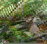 Wollumbin-Mount Warning National Park - Hotel Accommodation