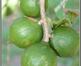 Lorne Valley Macadamia Farm - Hotel Accommodation 2