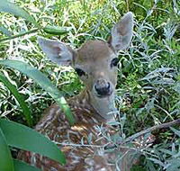 Mesopotamia Lodge Deer Park - Hotel Accommodation