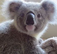 Koala Care Centre in Lismore - Hotel Accommodation