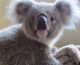 Koala Care Centre In Lismore - Hotel Accommodation 0