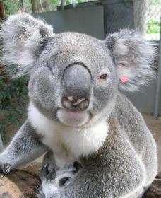 Koala Care Centre In Lismore - Hotel Accommodation 1