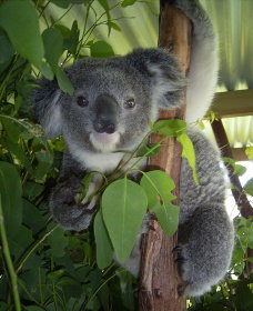 Koala Care Centre In Lismore - Hotel Accommodation 2