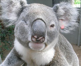 Koala Care Centre In Lismore - Hotel Accommodation 3