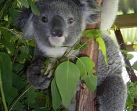 Koala Care Centre In Lismore - Hotel Accommodation 4