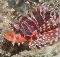 The Seaway Dive Site - Hotel Accommodation