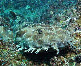 Henderson Rock Dive Site - Hotel Accommodation 2