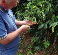 Wombah Coffee Plantation - Hotel Accommodation
