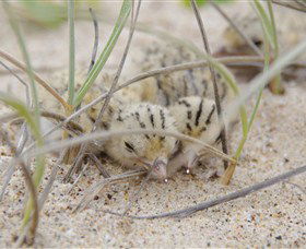 Manning Entrance State Park - Hotel Accommodation 2