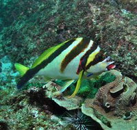 Palm Beach Reef Dive Site - Hotel Accommodation