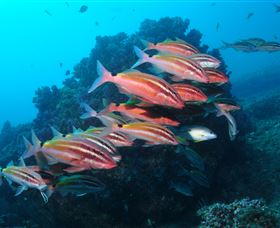 Flat Rock Dive Site - Hotel Accommodation 0