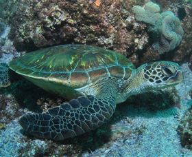Flat Rock Dive Site - Hotel Accommodation 1