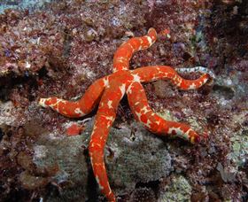 Flat Rock Dive Site - Hotel Accommodation 2