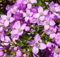 Broadwater National Park - Hotel Accommodation