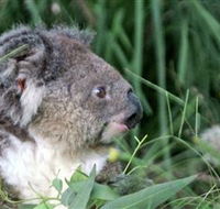 Koala Hospital - Hotel Accommodation