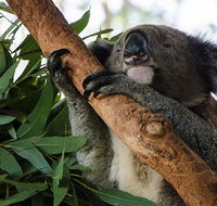 Macquarie Nature Reserve - Hotel Accommodation