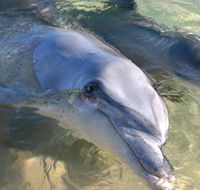 Dolphins of Monkey Mia