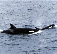 Killer Whale Trail - Hotel Accommodation