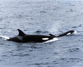 Killer Whale Trail - Hotel Accommodation 0