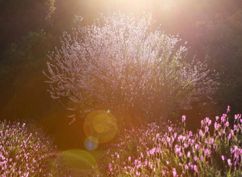 Jasmin Organics Skincare Farm And Factory - Hotel Accommodation 1