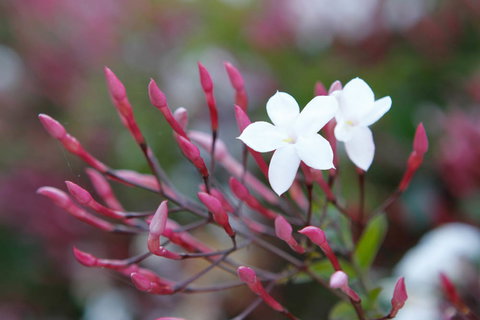 Jasmin Organics Skincare Farm And Factory - Hotel Accommodation 3