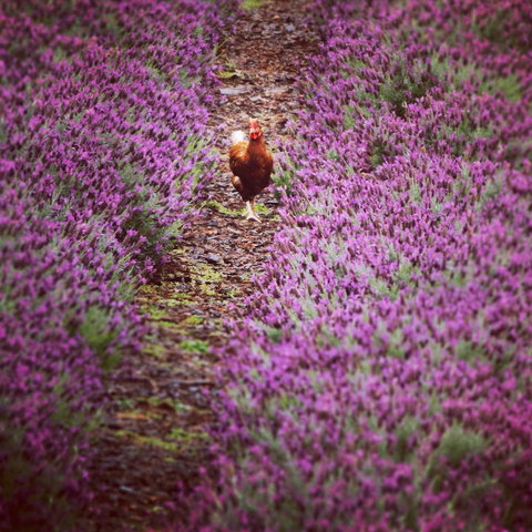 Jasmin Organics Skincare Farm And Factory - Hotel Accommodation 10