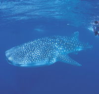 Ningaloo Reef