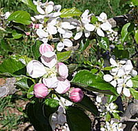 Avro Park Orchards - Hotel Accommodation