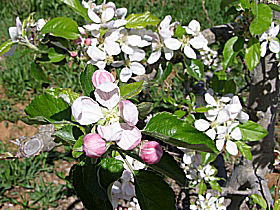 Avro Park Orchards - Hotel Accommodation 0