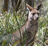 Blue Mountains Guides - Hotel Accommodation