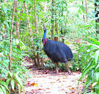 Daintree Safaris - Hotel Accommodation