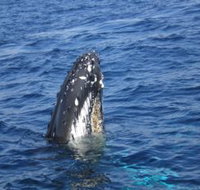 Jervis Bay Whales - Hotel Accommodation