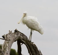 Melbourne Birding Tours - Hotel Accommodation