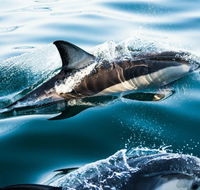 Dolphin Swim Australia - Hotel Accommodation