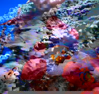 Tropical Marine Centre - Hotel Accommodation