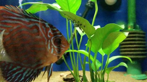 Tropical Marine Centre - Hotel Accommodation 4