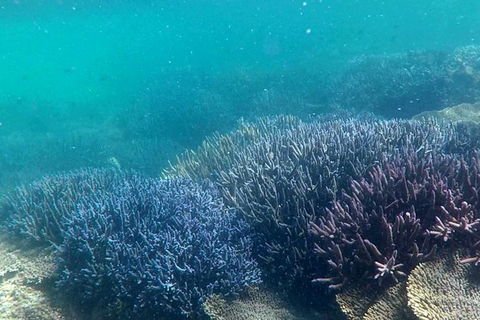 Abrolhos Island Half Day Fly And Flipper - Hotel Accommodation 1