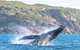 Jet Boat Whale Watching Safari From Dunsborough - thumb 0