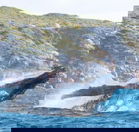 Jet Boat Whale Watching Safari from Dunsborough - Hotel Accommodation