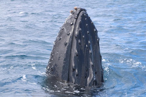 Jet Boat Whale Watching Safari From Dunsborough - Hotel Accommodation 1