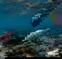 3 Night Ningaloo Reef Snorkel and Dive Getaway from Coral Bay