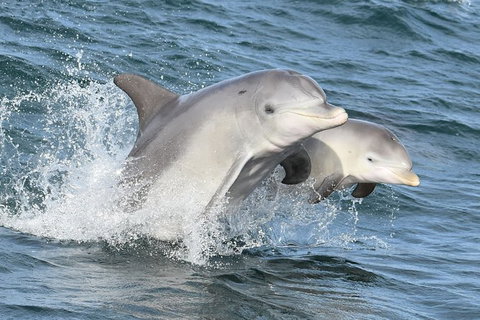 Mandurah Dolphin And Scenic Marine Cruise - Hotel Accommodation 12