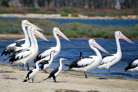 Mandurah Dolphin And Scenic Marine Cruise - Hotel Accommodation 7